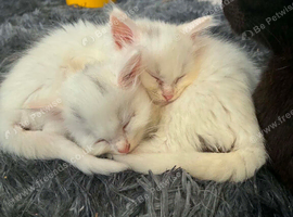 Ragdoll x Turkish Andorra