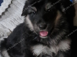 Really Beautiful tri colour German Shepherd puppies.