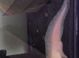 2 x Axolotl