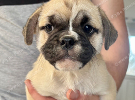 British bulldog cross puppies