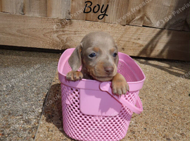 KC registered miniature dachshunds puppies