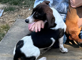 Beautiful dachshund