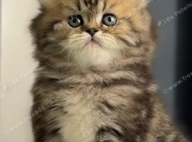 Beautiful kitten girl