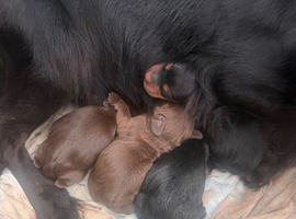 Cocker spaniel puppies