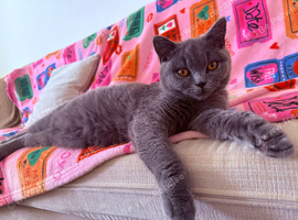 Beautiful Bsh girl