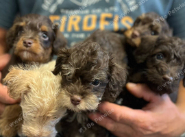 Gorgeous Schnoodle puppies