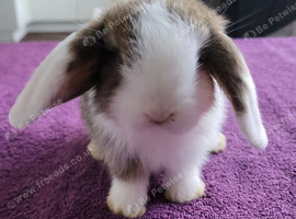 Beautiful Mini lop looking good a home