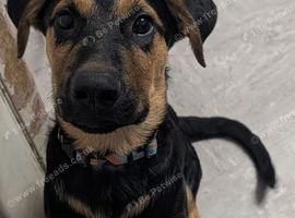 Rottie cross