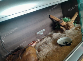 Corn snake
