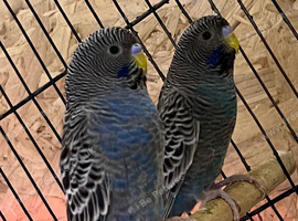2 young male black face budgies