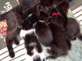 Female kittens