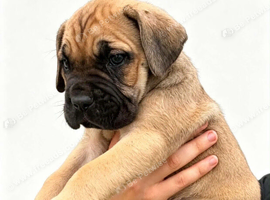 Cane Corso pups