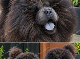 Blue chow chow female