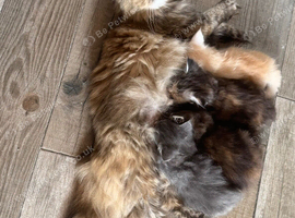 Maine coon cross persian kittens ready now