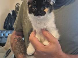 Kitten for sale