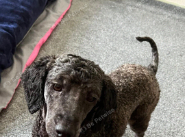 Miniature poodle