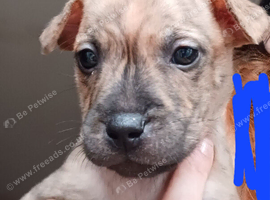Staff x sharpei