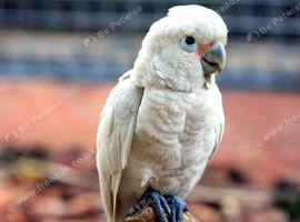Cockatoo Glasgow