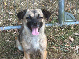 Marlene for Adoption - 10 months old