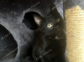 Two black kittens