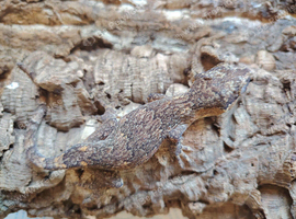 Gargoyle geckos