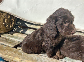 Beautiful cockapoo puppies &pound;825