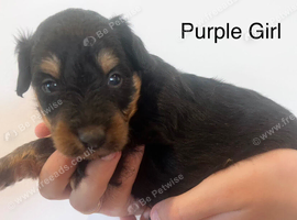 Lassie/Border Collie X Miniature Poodle