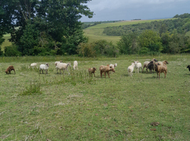 ram lambs entire and a few wethers
