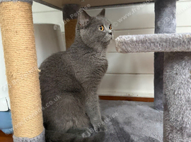 Bella- BSH for Rehoming! I can deliver her if that's any help.