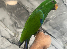 Ready Now HandReared Tame Lovely Eclectus Parrot,30