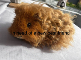 Wanted: a male guinea pig ideally sheltie