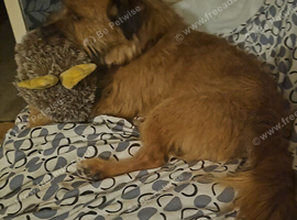 Teddy. Border terrier cross. 4yrs