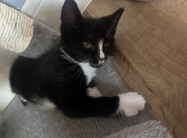 Male kitten