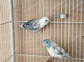 Pair of parrotlets