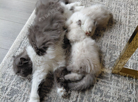 Cute kitten