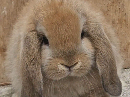 Pure  mini lops ready to leave 6th june