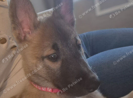 Belgium malinois x husky