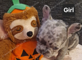 PEDIGREE FRENCH BULLDOG PUPPIES