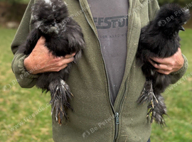 Pair of beautiful bearded silkies