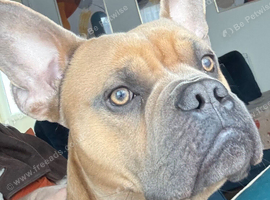 French bulldog X.