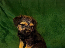 1 kc registered male Border terrier left