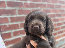 Cocker spaniel puppies