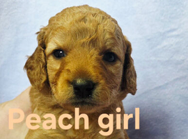 Mini F1B Goldendoodles