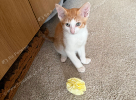 FREE kitten with accessories