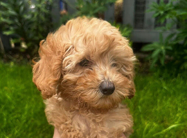 Cockapoo puppies