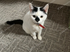 Cat for sale