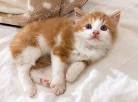 British longhair mini kitten!