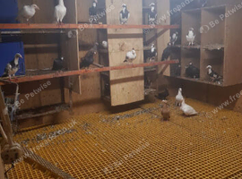 English Carrier Pigeons for sale