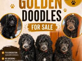 F1B  Rare black standard Goldendoodle puppies in North Wales
