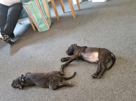 Staffy cross brothers 25 months old